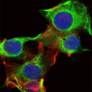IHC-plus™ Monoclonal Mouse anti-Human SYN / FYN Antibody (clone 2A10, IHC, IF, WB)