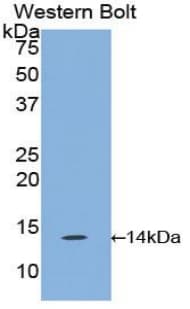 Ccl6 Antibody (aa21-115, Biotin)