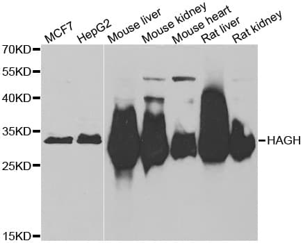 HAGH Antibody