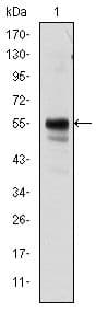 Monoclonal Mouse anti-Human AML1 / RUNX1 Antibody (clone 5A1, IF, WB)
