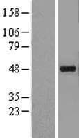 KCNJ5 / Kir3.4 / GIRK4 Protein (Over-Expression Lysate Myc-DDK (Flag))