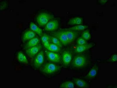 Polyclonal Rabbit anti-Human FUZ / FY Antibody