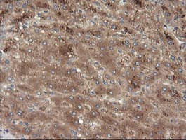 MAP2K3 / MEK3 / MKK3 Antibody (clone OTI5D3, Carrier-free)