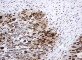 PCNA Antibody (clone OTI4G3)