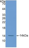 F7 / Factor VII Antibody (aa334-452, PE)