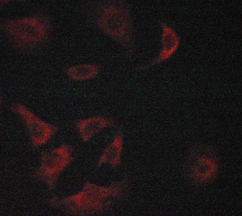 O3FAR1 / GPR120 Antibody
