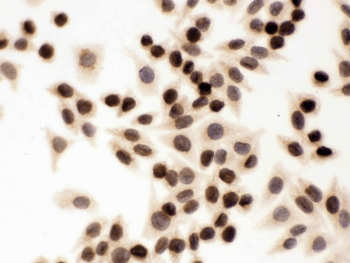LMNB1 / Lamin B1 Antibody