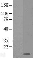 E48 / LY6D Protein (Over-Expression Lysate Myc-DDK (Flag))