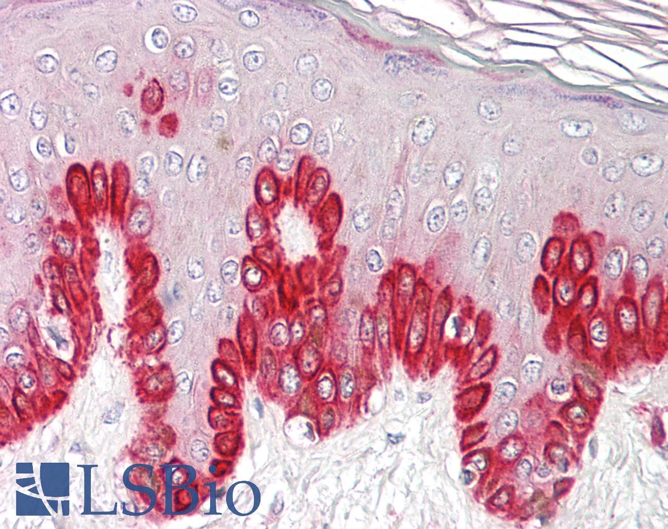 IHC-plus™ Polyclonal Goat anti-Human SIRT1 / Sirtuin 1 Antibody (aa577-590, IHC, WB)