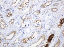 Monoclonal Mouse anti-Human EMA / MUC1 Antibody (clone OTI4A5, IHC, IF, WB)