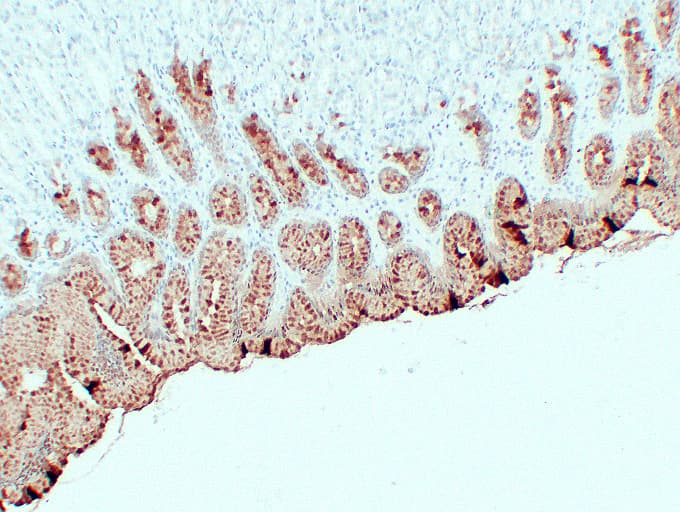 MUC5AC Antibody (clone ABT-MUC5AC)