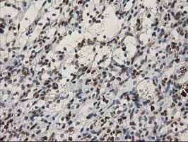 MEF2C Antibody (clone OTI4F7)