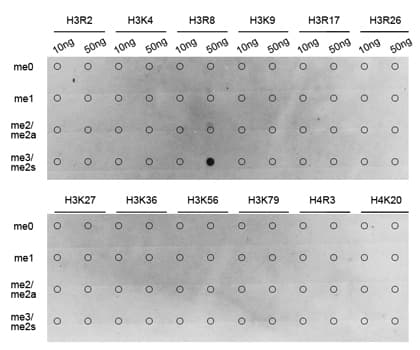 Polyclonal Rabbit anti-Human Histone H3 Antibody (Sym-Di-Methyl-Arg8, IHC, IF, WB)