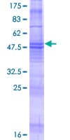 Human MS4A8 / MS4A8B Protein (Recombinant GST)