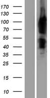ENAH / MENA Protein (Over-Expression Lysate Myc-DDK (Flag))