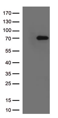 LAG3 Antibody (aa66-332, clone OTI3C6)