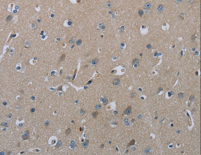 FAAH Antibody