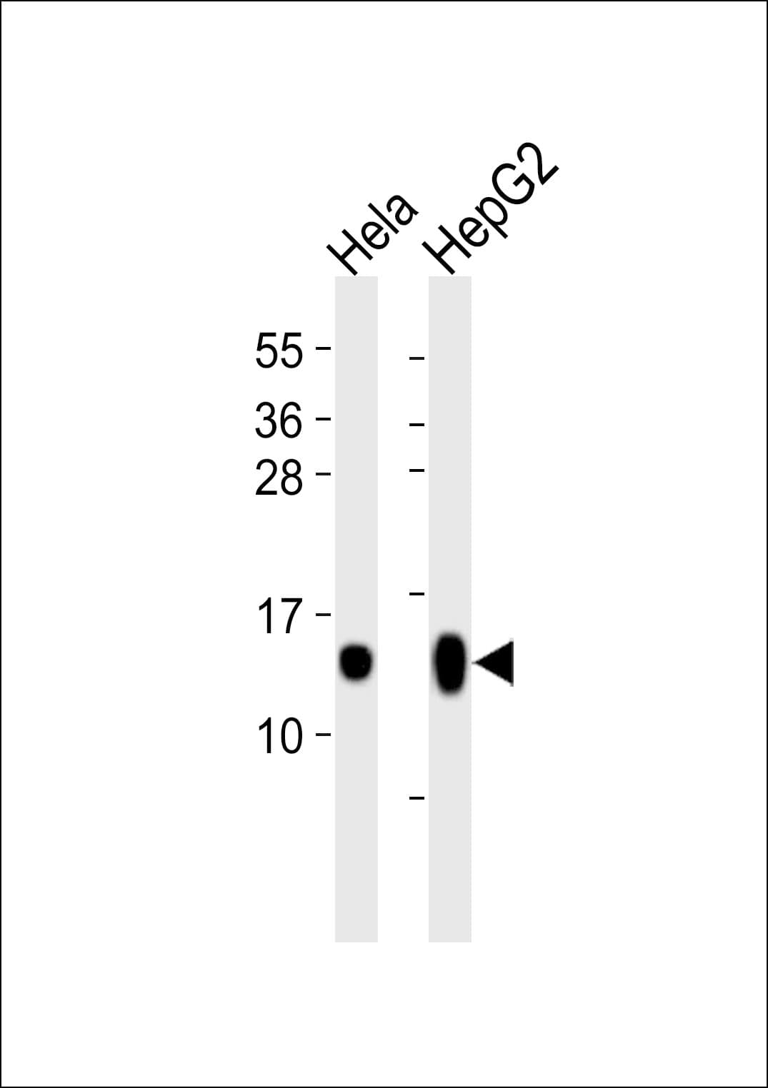 Histone H4 Antibody