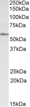 IHC-plus™ Polyclonal Goat anti-Mouse GLP1R / GLP-1 Receptor Antibody (aa129-140, IHC, WB)