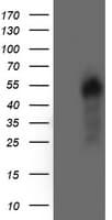 AKT1 Antibody (clone OTI2B9)
