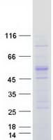Human NR0B1 / DAX1 Protein (Recombinant Myc-DDK (Flag))