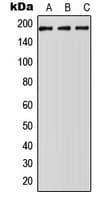 ABCA5 Antibody (C-Terminus)