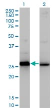IHC-plus™ HMG2 / HMGB2 Antibody (clone 3C7)