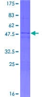 Human MED19 Protein (Recombinant GST)