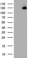 WWC1 / KIBRA Antibody (clone OTI1H8)