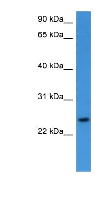 RHOG / ARHG Antibody (aa112-161)