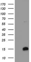 FXYD3 Antibody (clone OTI2F7)