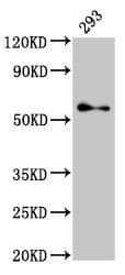 TFE3 Antibody