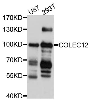 COLEC12 Antibody