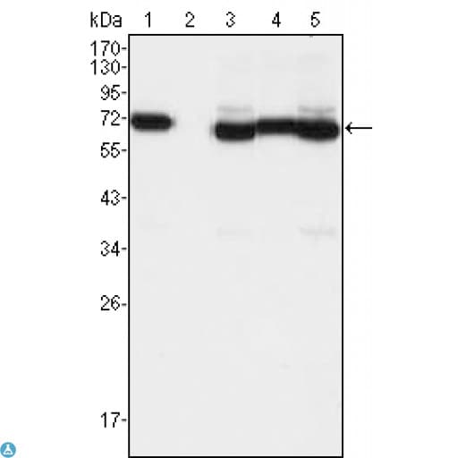 TCF3 / E2A Antibody