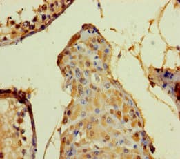 DEFB104A / BD-4 Antibody