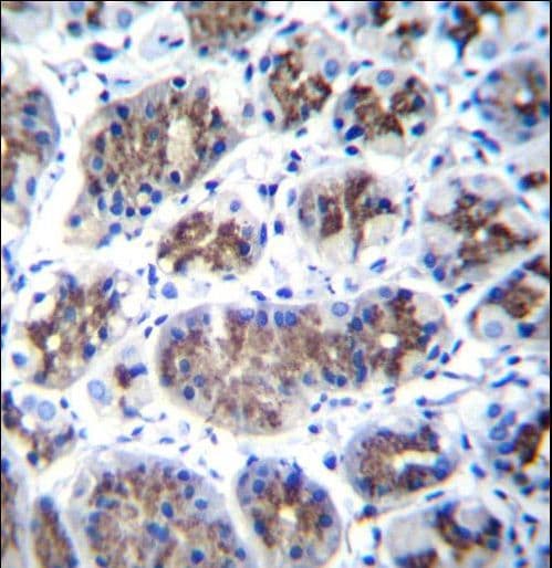 TMEM18 Antibody (aa63-90)