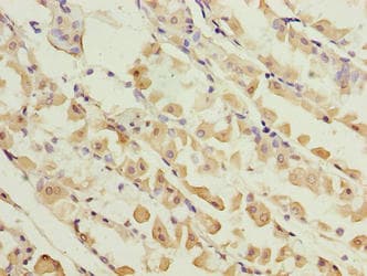 KIF26B Antibody