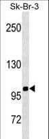 Monoclonal Mouse anti-Human SPN / CD43 Antibody (aa230-257, WB)
