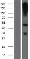 LASS3 Protein (Over-Expression Lysate Myc-DDK (Flag))