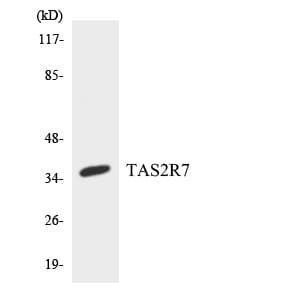 TAS2R7 / T2R7 Antibody (aa37-86)