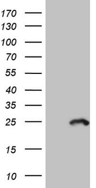 MYL4 Antibody (aa2-197, clone OTI5A8, Carrier-free)