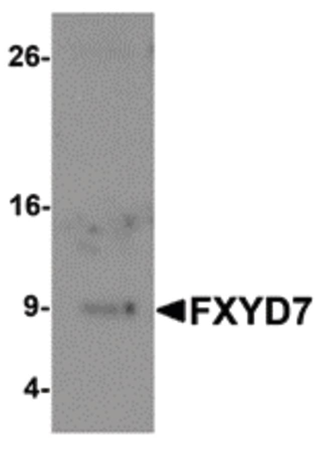 IHC-plus™ FXYD7 Antibody