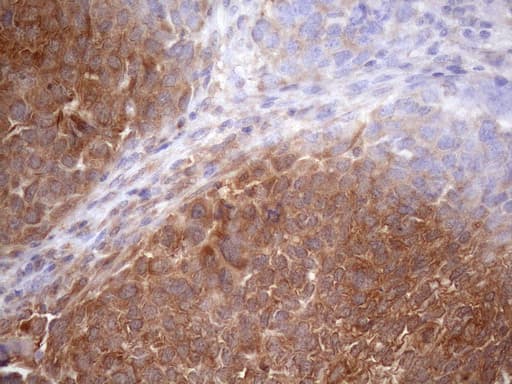 SCFD1 / SLY1 Antibody (aa66-190, clone OTI10D8, Carrier-free)
