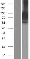 SYBU Protein (Over-Expression Lysate Myc-DDK (Flag))