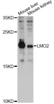 LMO2 Antibody