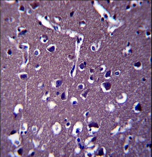 ZSWIM5 Antibody (aa63-92)