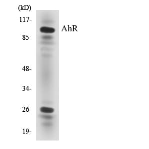 IHC-plus™ Polyclonal Rabbit anti-Human AHR Antibody (aa32-81, IHC, WB)