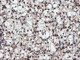 SAMHD1 Antibody (clone OTI1A1, Carrier-free)