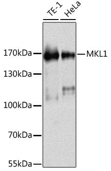 Polyclonal Rabbit anti-Human BSAC / MKL1 Antibody (IHC, WB)