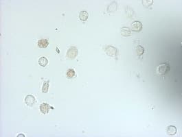 BrdU Antibody (clone 3F11)